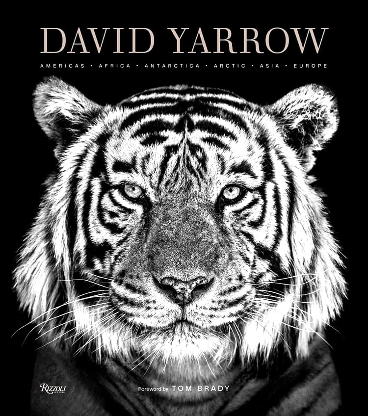 Picture of DAVID YARROW PHOTOGRAPHY