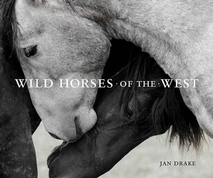 Picture of WILD HORSES OF THE WEST
