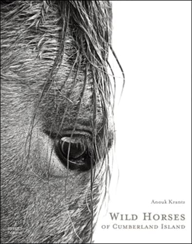 Picture of WILD HORSES OF CUMBERLAND